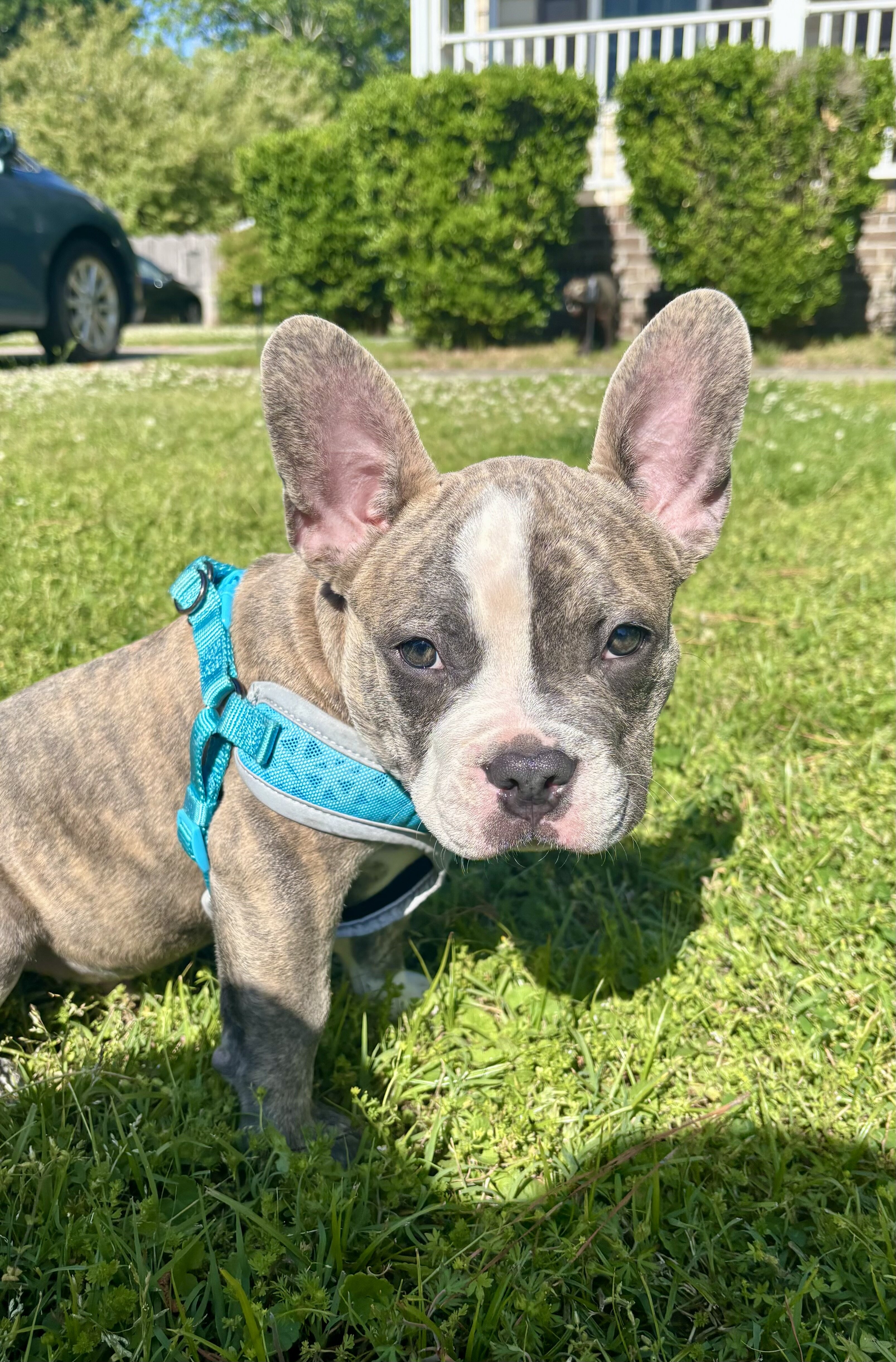 French bulldog puppy image 1