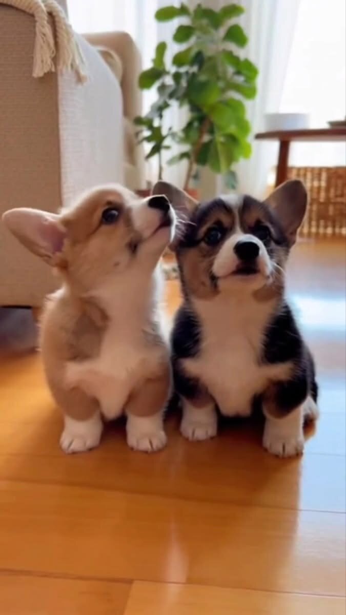 Pembroke Welsh Corgi puppie image 1