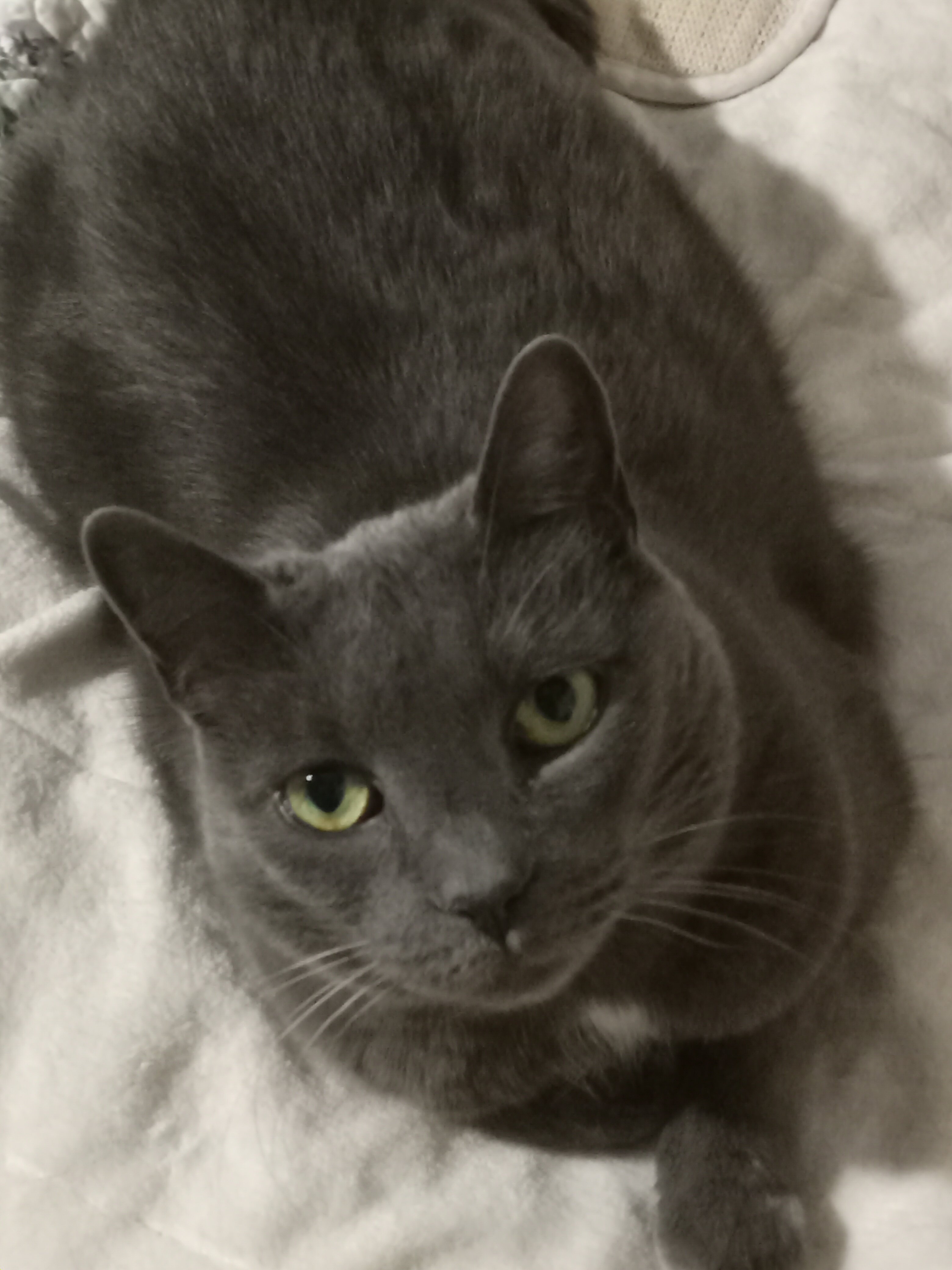 Sylvia, Domestic Gray image 1