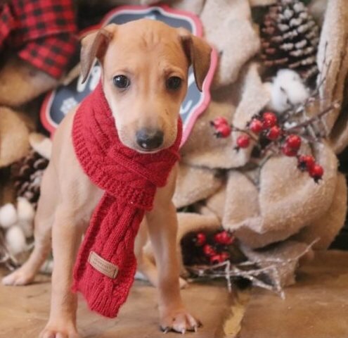 italian greyhounds image 1