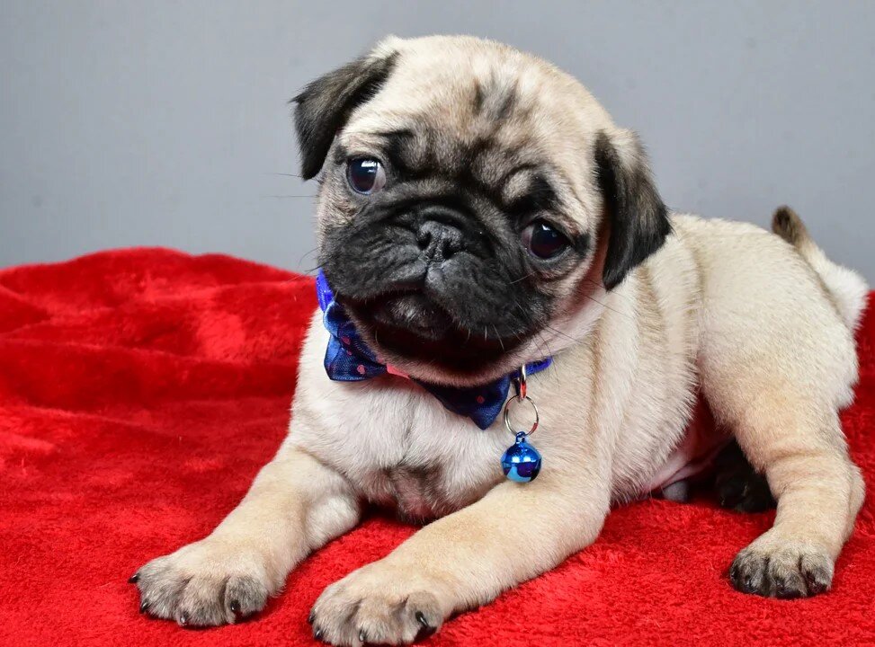 adorable Pug puppies image 2