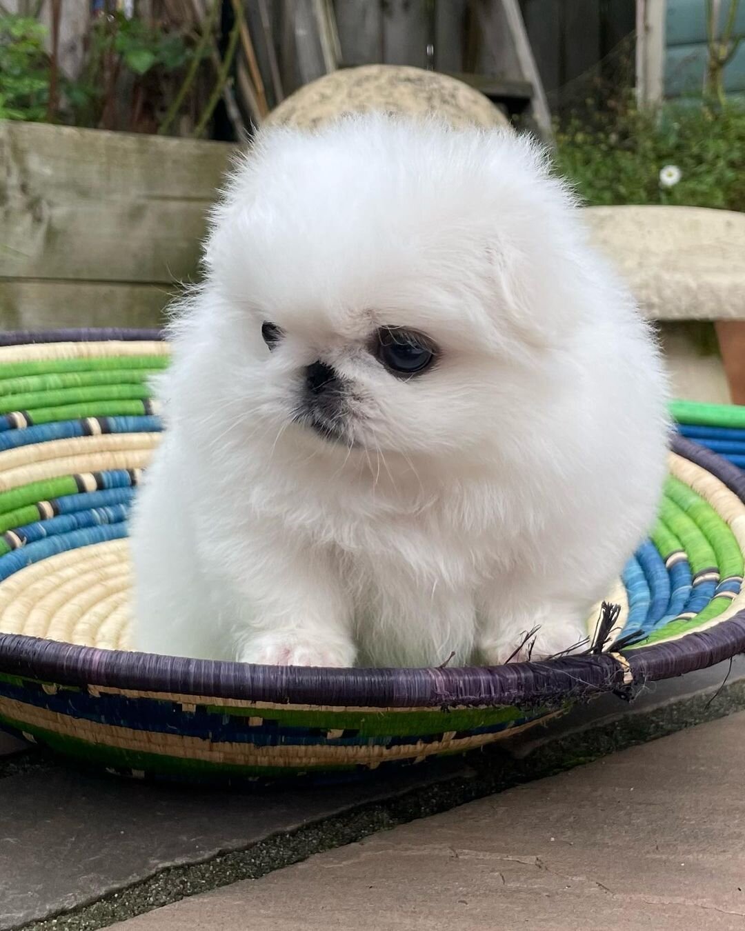 Amazing pure breed Pekingese puppies image 2