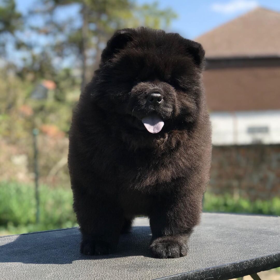 Chow Chow puppies image 2