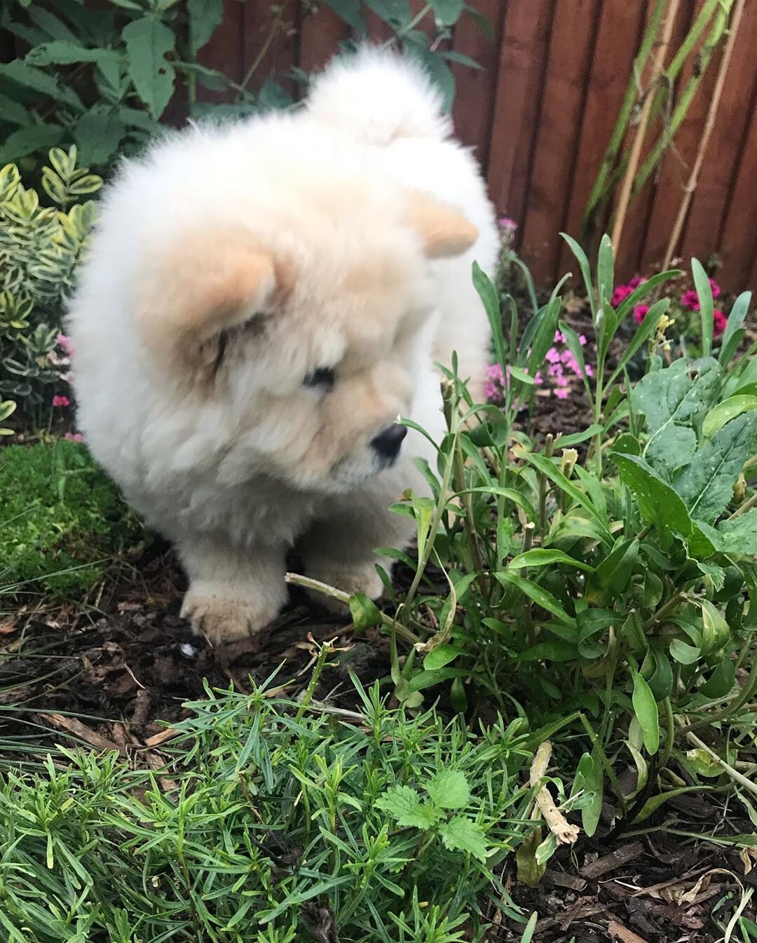 Chow Chow puppies image 4