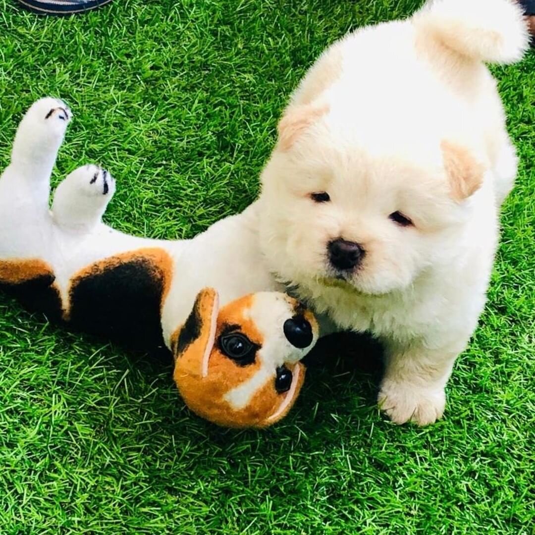 Chow Chow puppies image 3