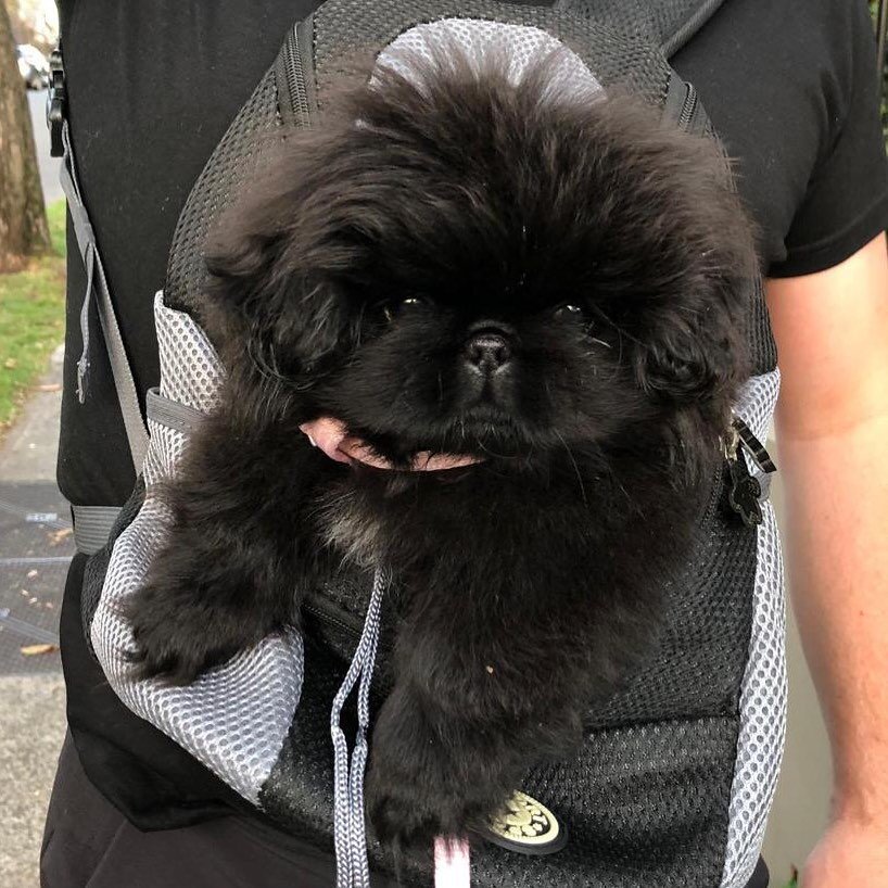 Chow Chow puppies image 5