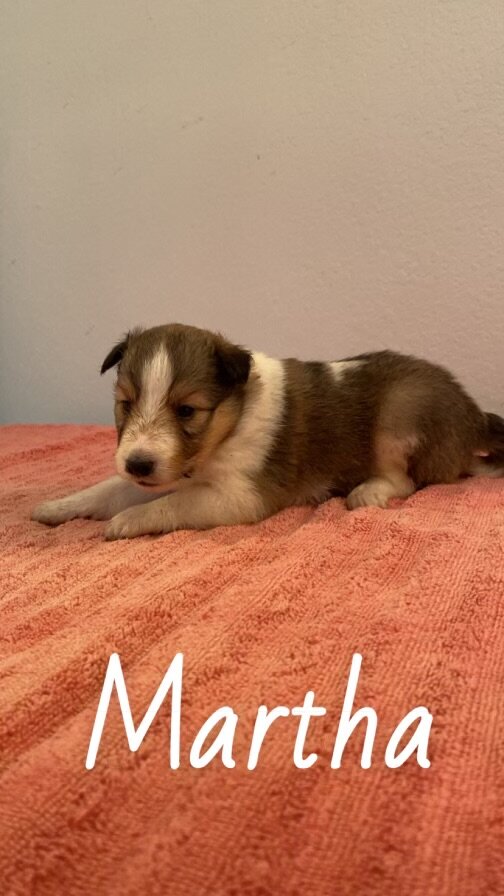 Shetland sheepdog image 1