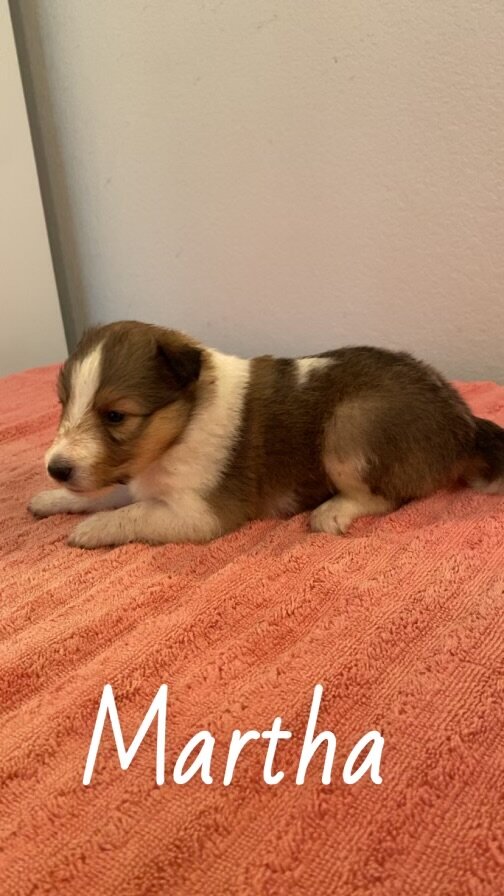 Shetland sheepdog image 2