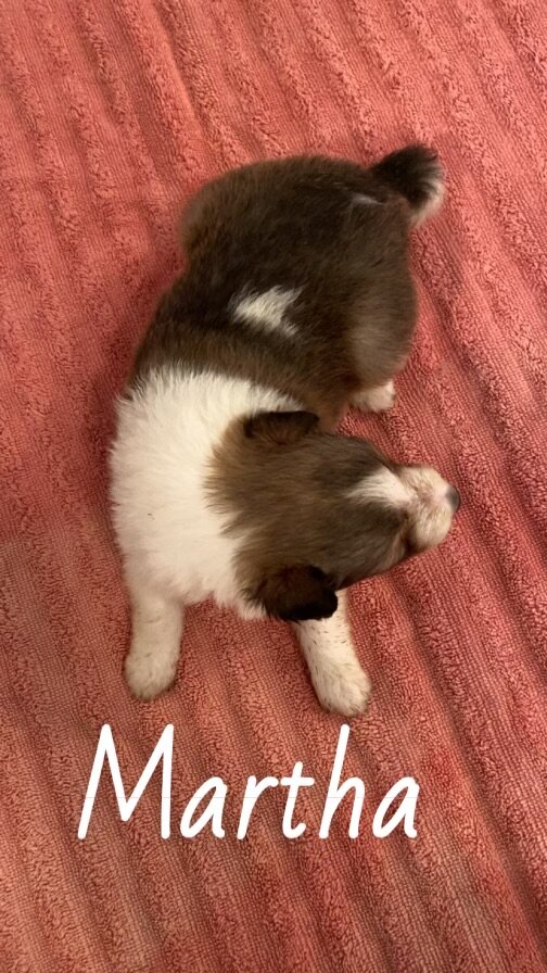 Shetland sheepdog image 3
