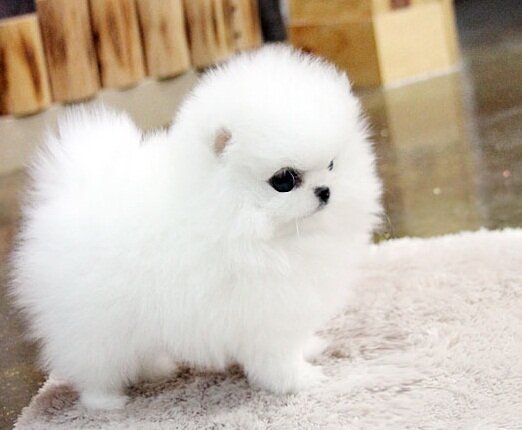 Pomeranian Puppies Ready image 1