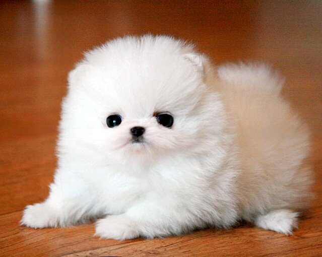Pomeranian Puppies Ready image 2