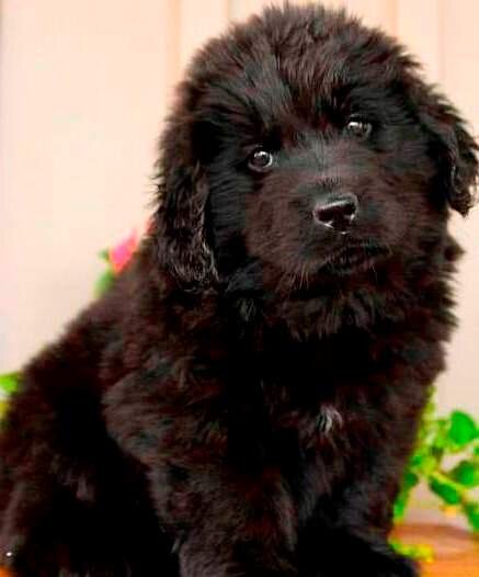 Adorable Newfoundland Puppies image 1