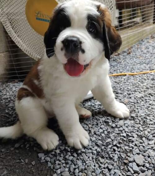 charming Saint Bernard pups image 1