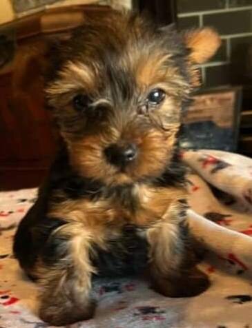 Yorkshire Terrier Puppies image 1
