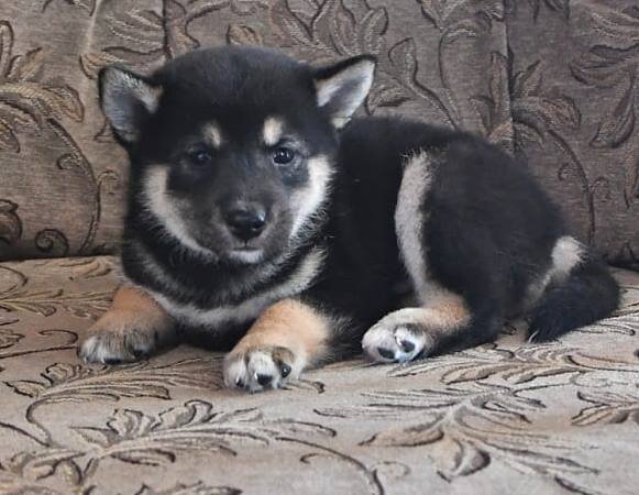 beautiful Shiba Inu puppies! image 1