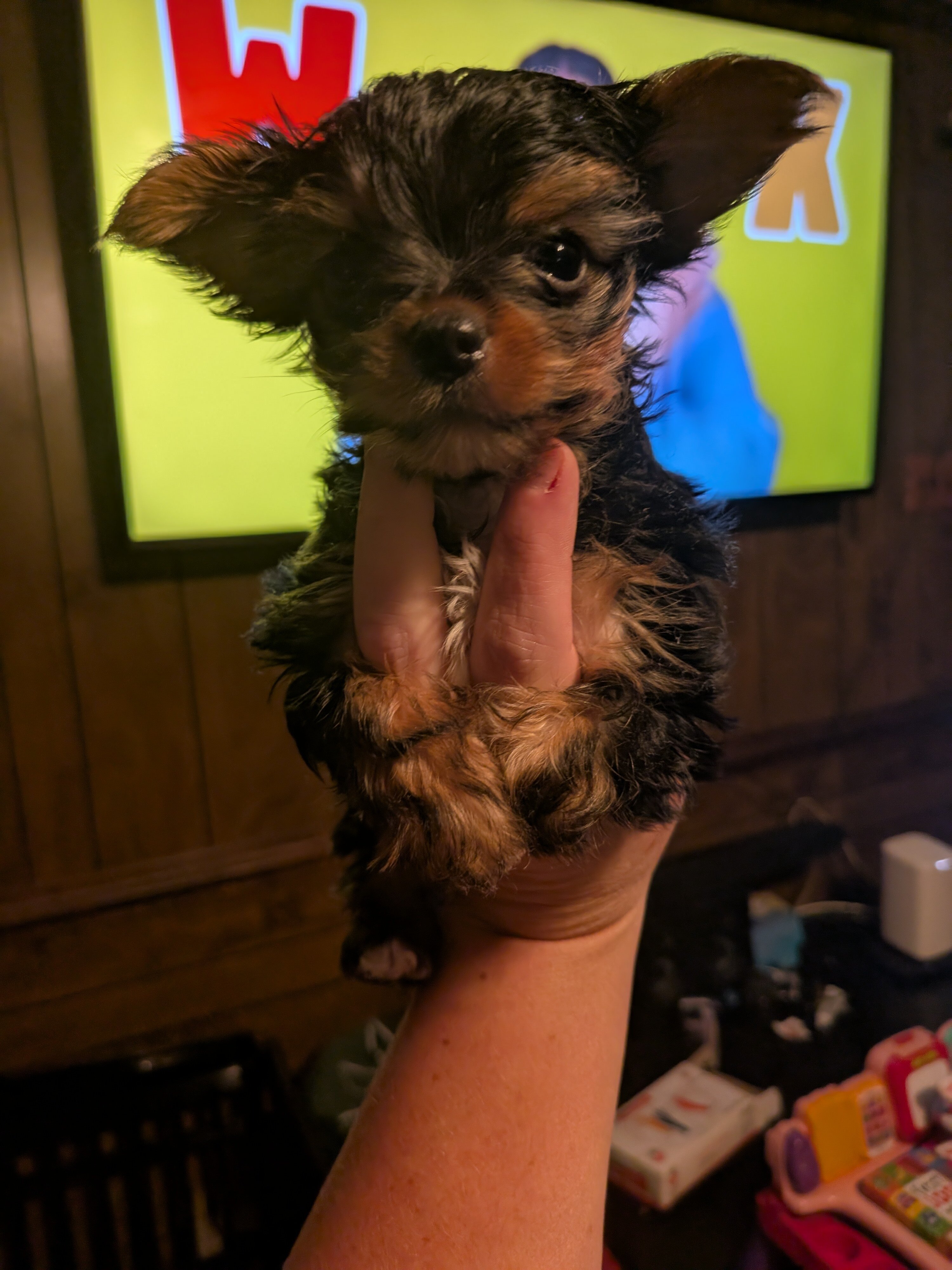 Toy yorkie image 3
