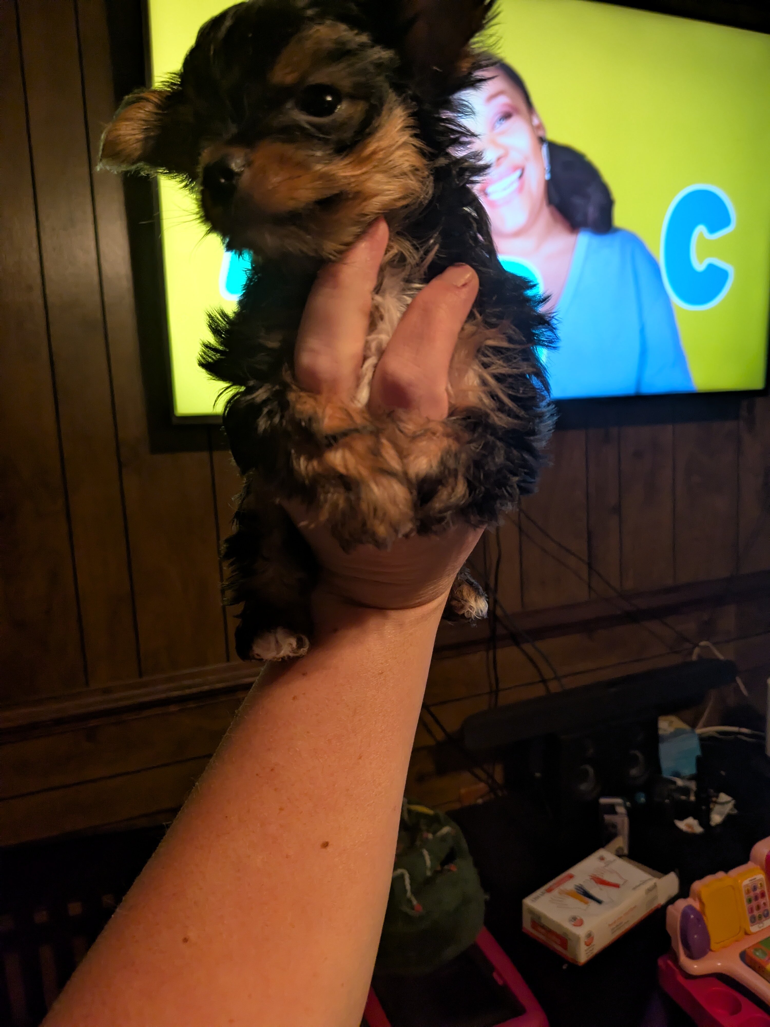 Toy yorkie image 7