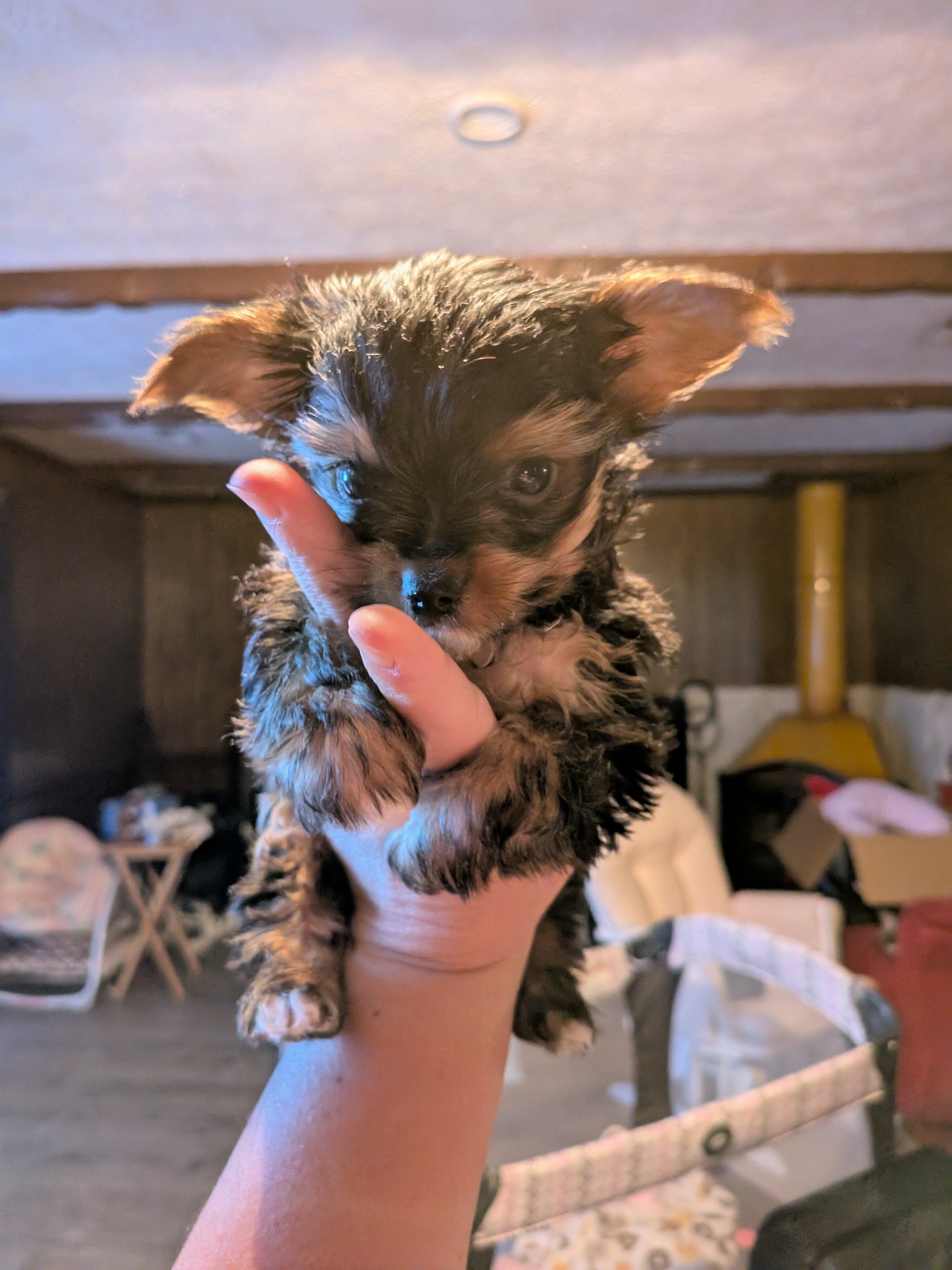 Toy yorkie image 6