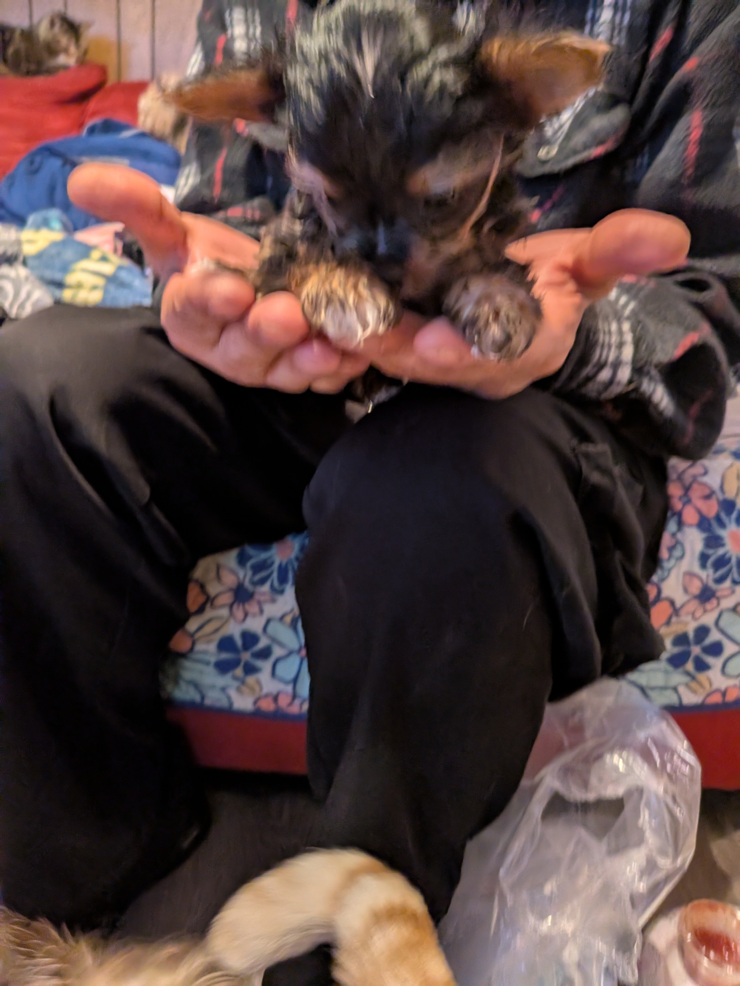 Toy yorkie image 1