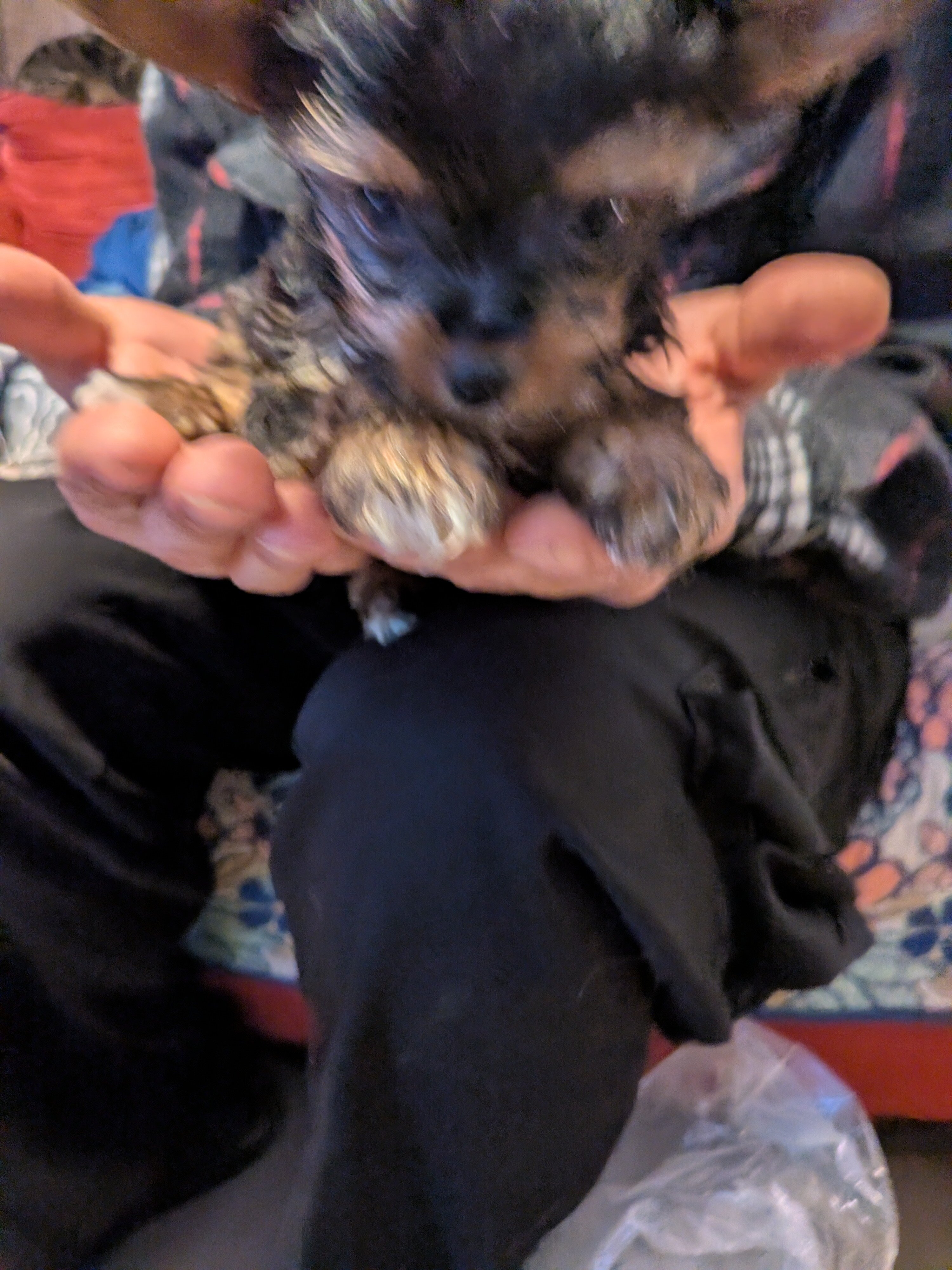 Toy yorkie image 4