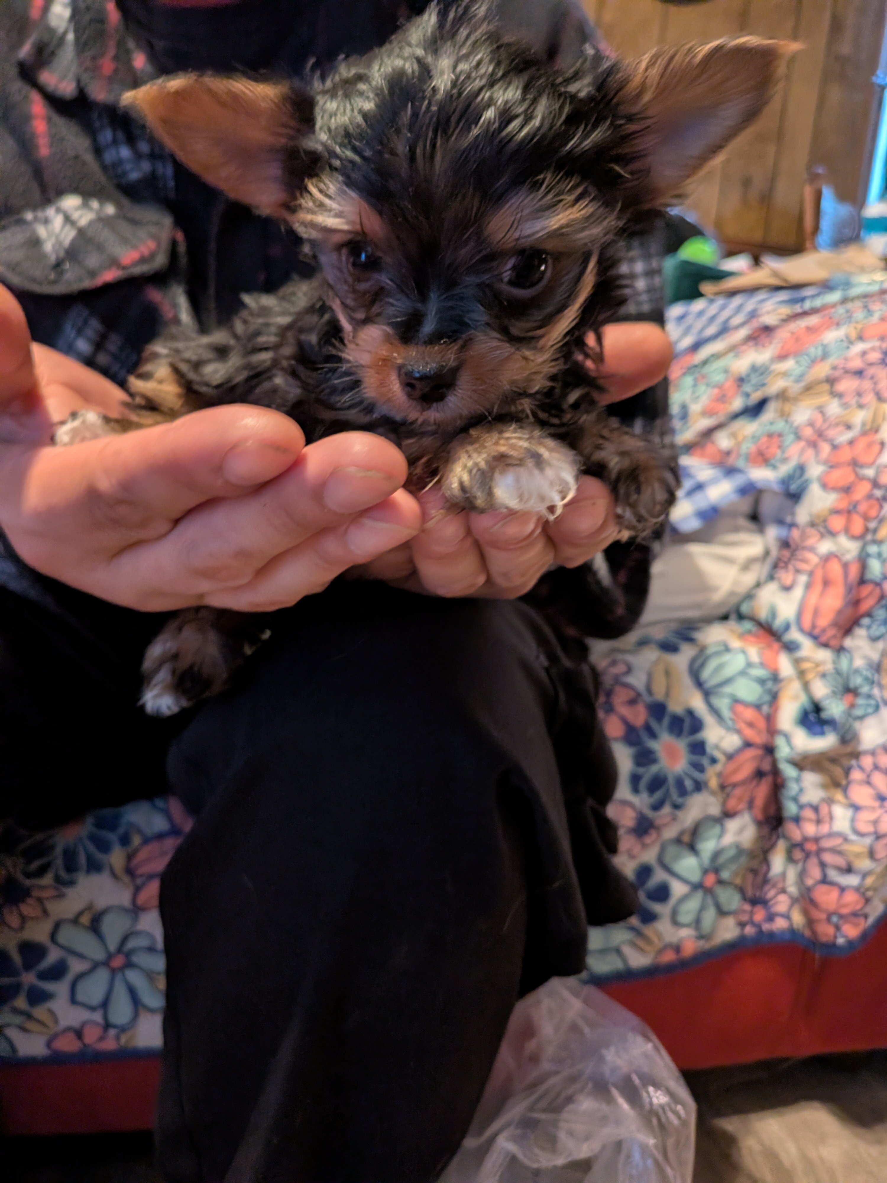 Toy yorkie image 2