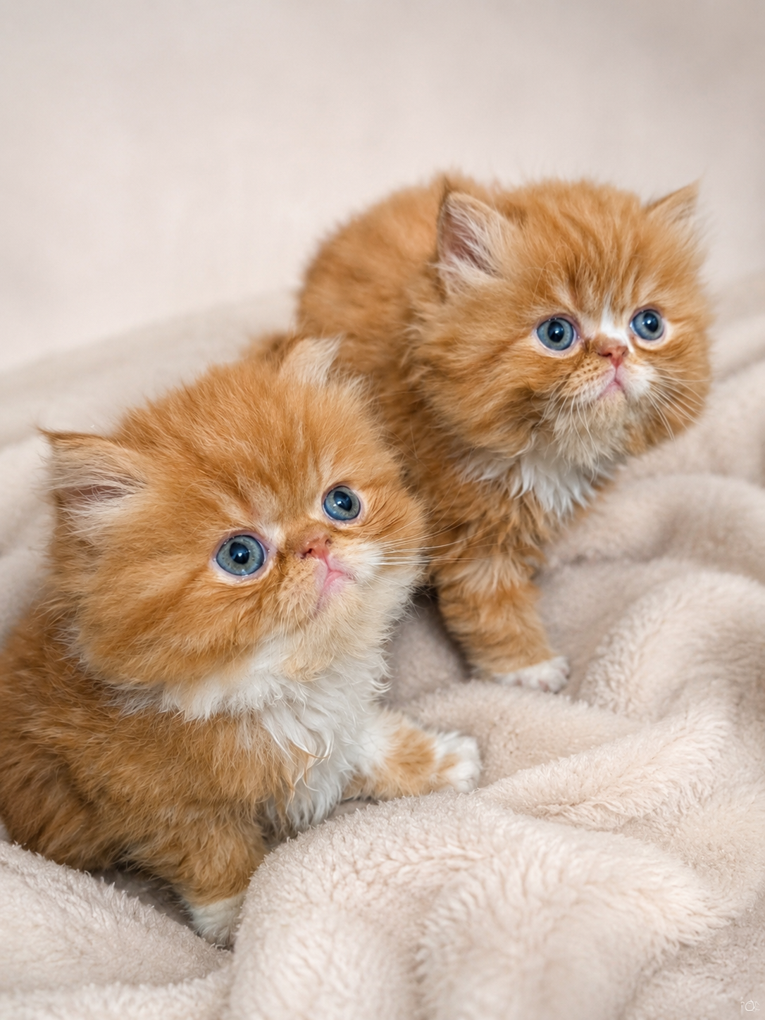 Persian kittens image 2