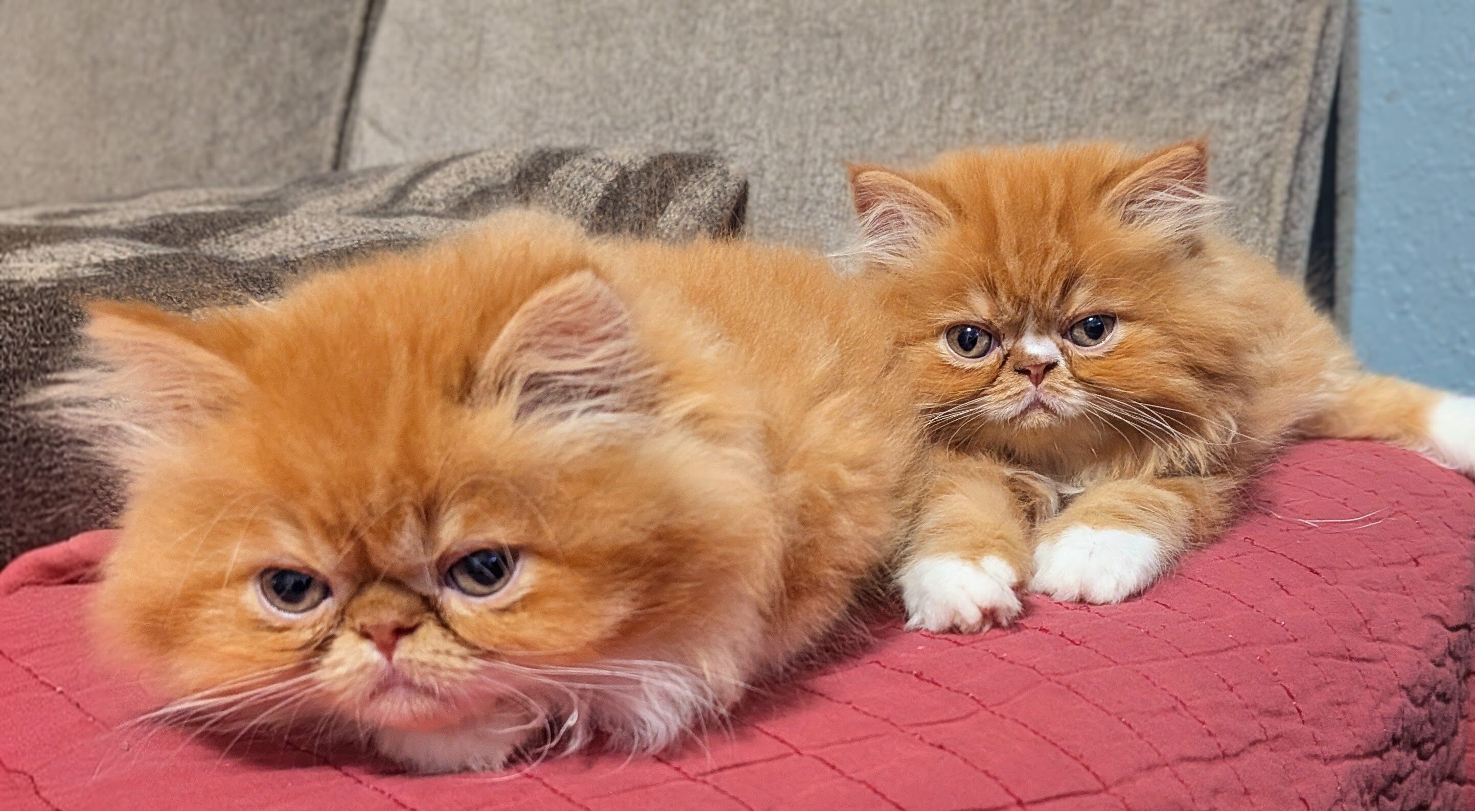 Persian kittens image 7
