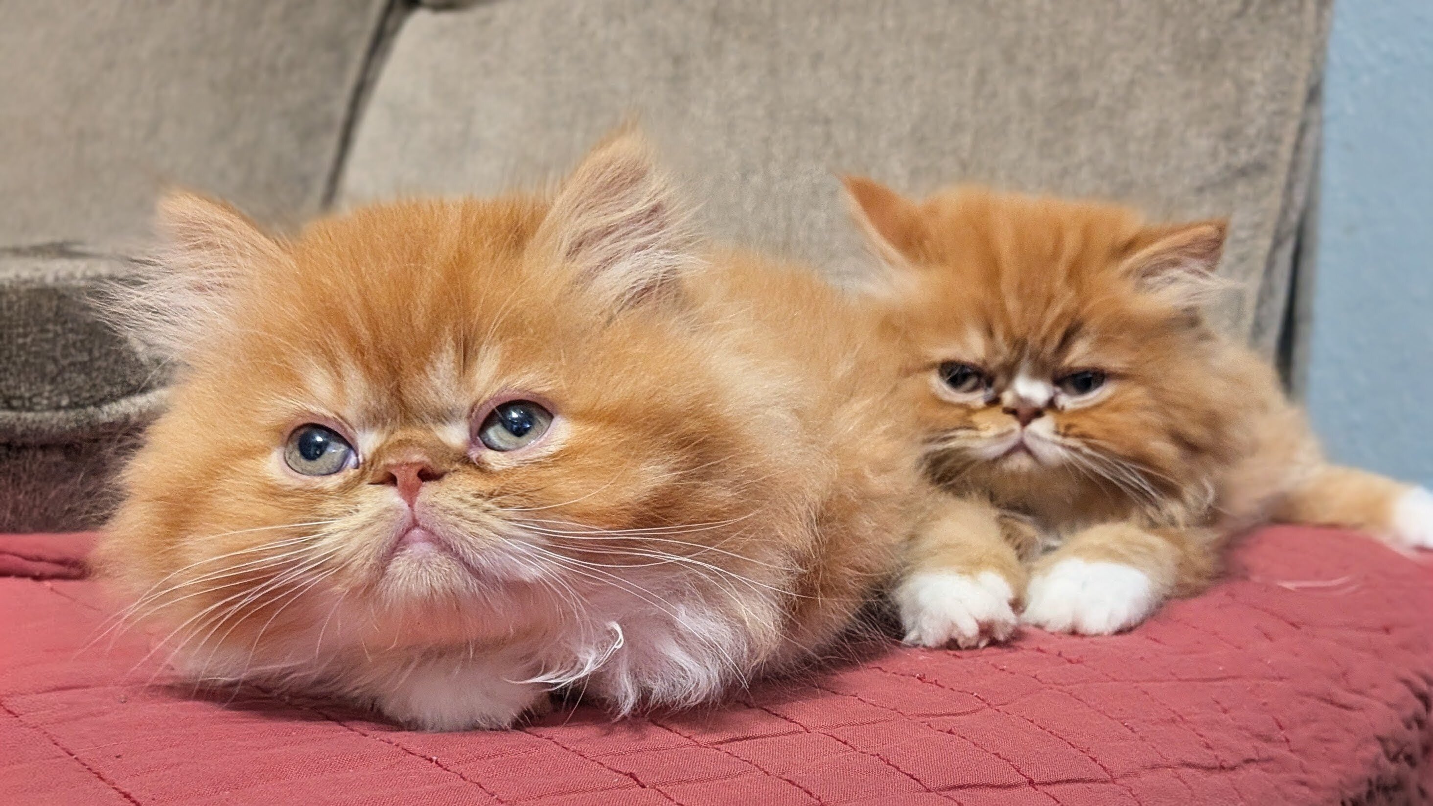 Persian kittens image 6