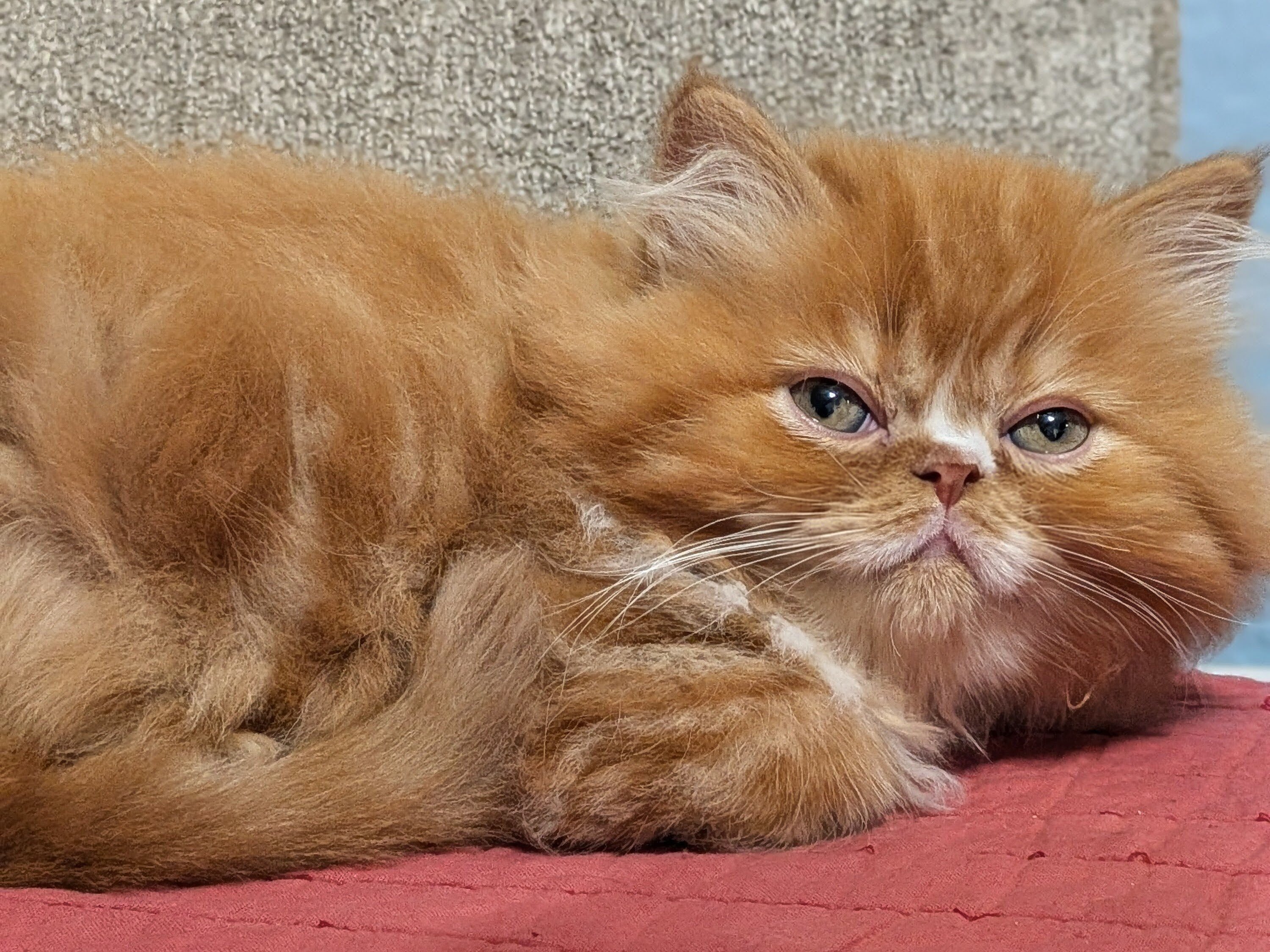 Persian kittens image 4