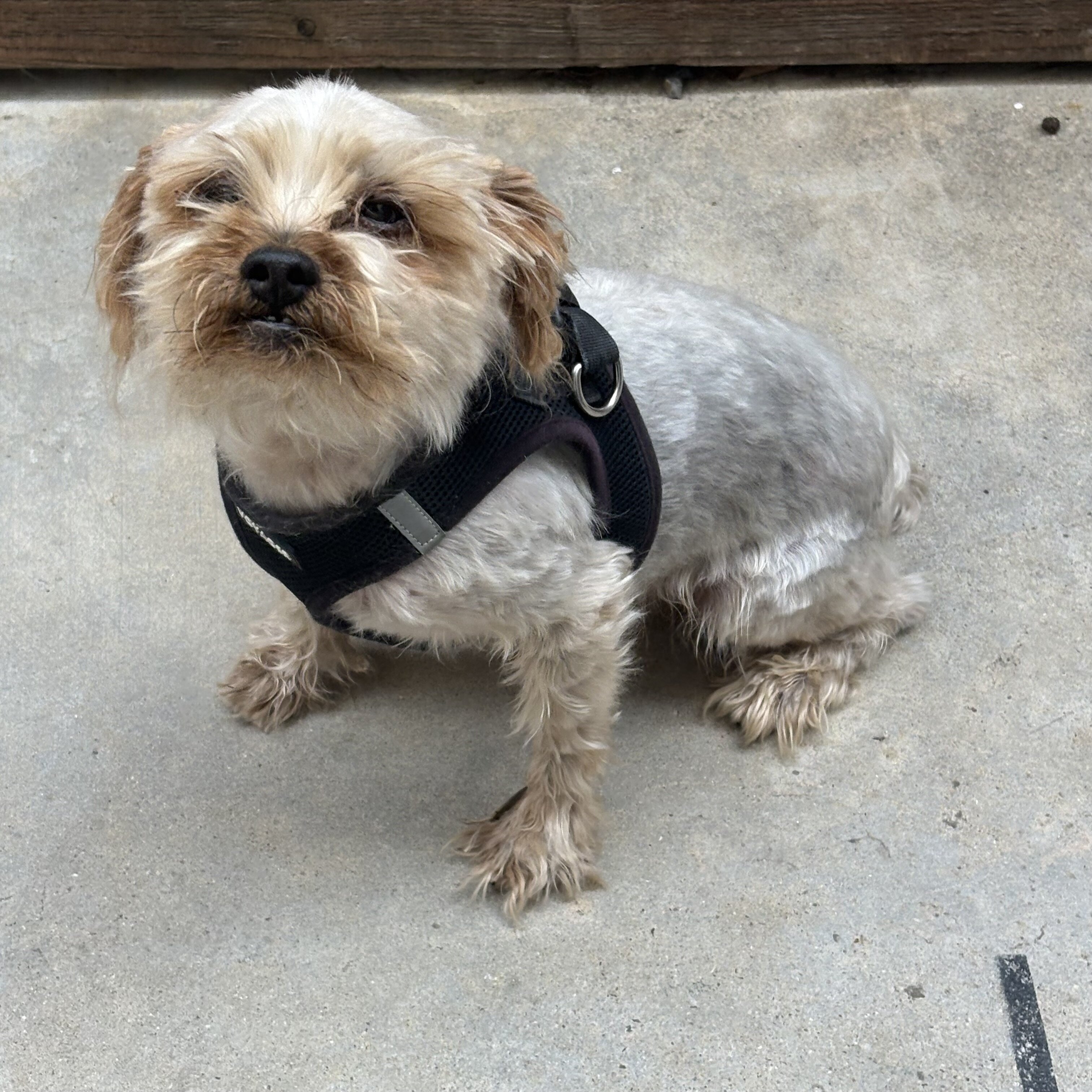 Male Yorkie needs new home image 2