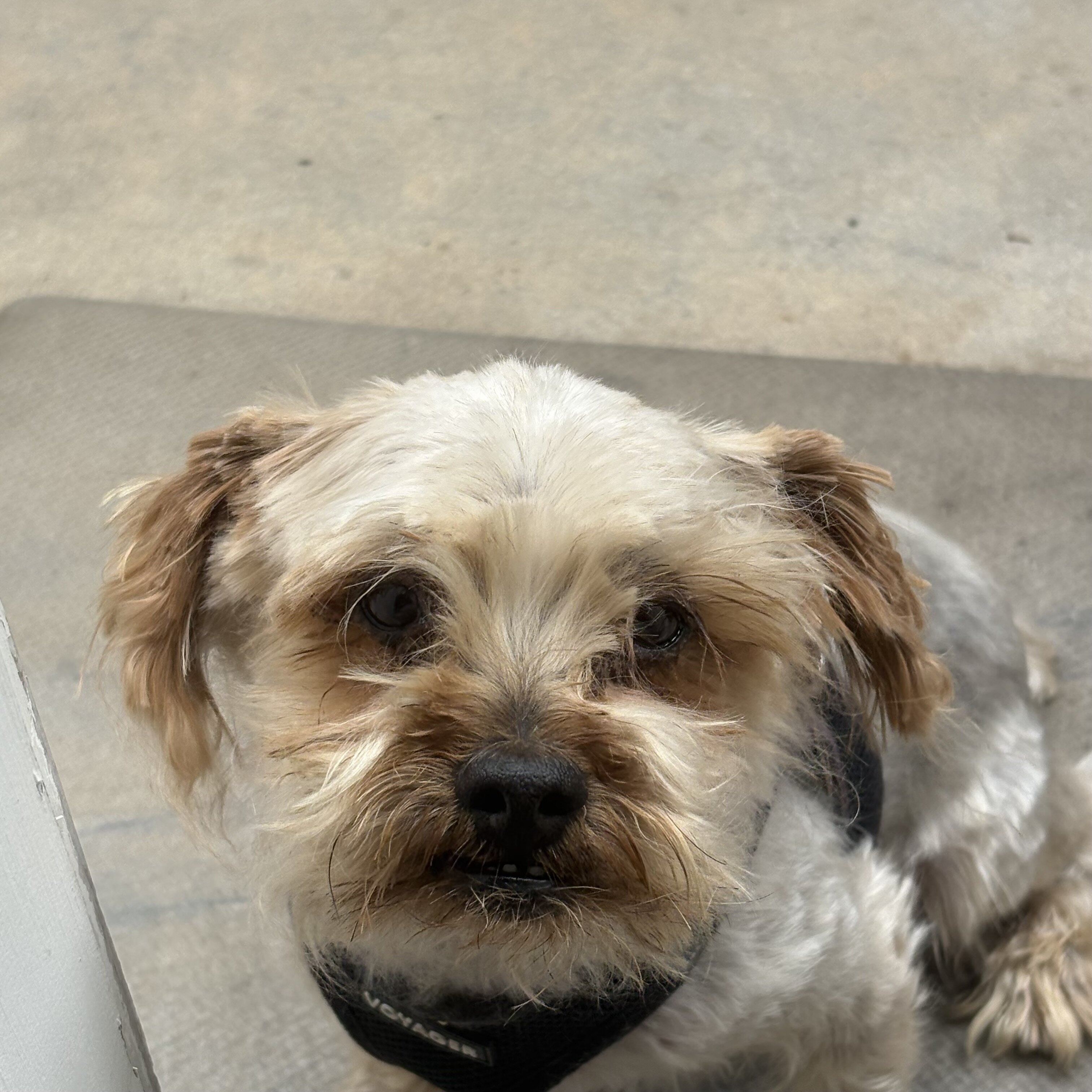 Male Yorkie needs new home image 3