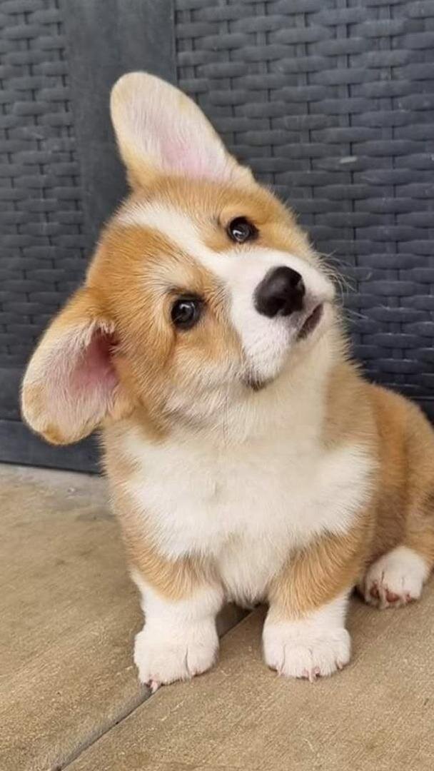 Corgi puppies image 1