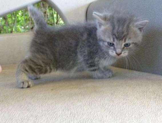 Affectionate American bobtail kittens image 2