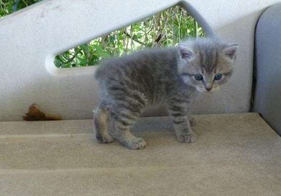 Affectionate American bobtail kittens image 1