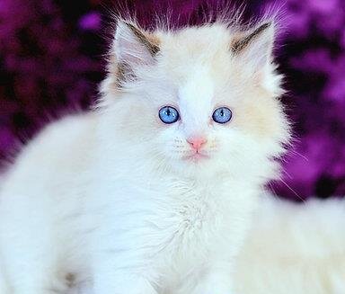 Ragdoll kittens male and female available image 1