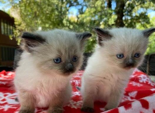 Ragdoll kittens male and female available image 2