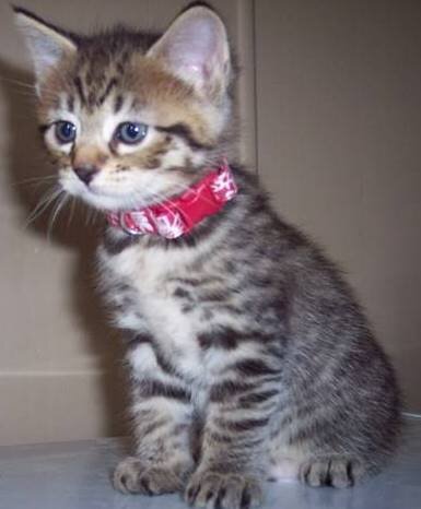 TICA Registered pixie bob kittens image 1