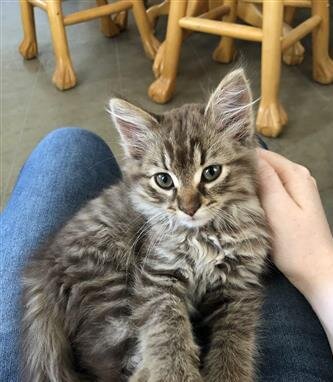 Beautiful Maine Coon Kittens image 1