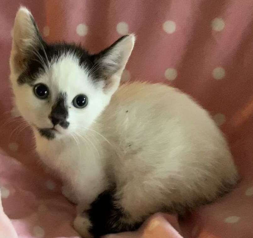 Trained Munchkins Kittens image 1