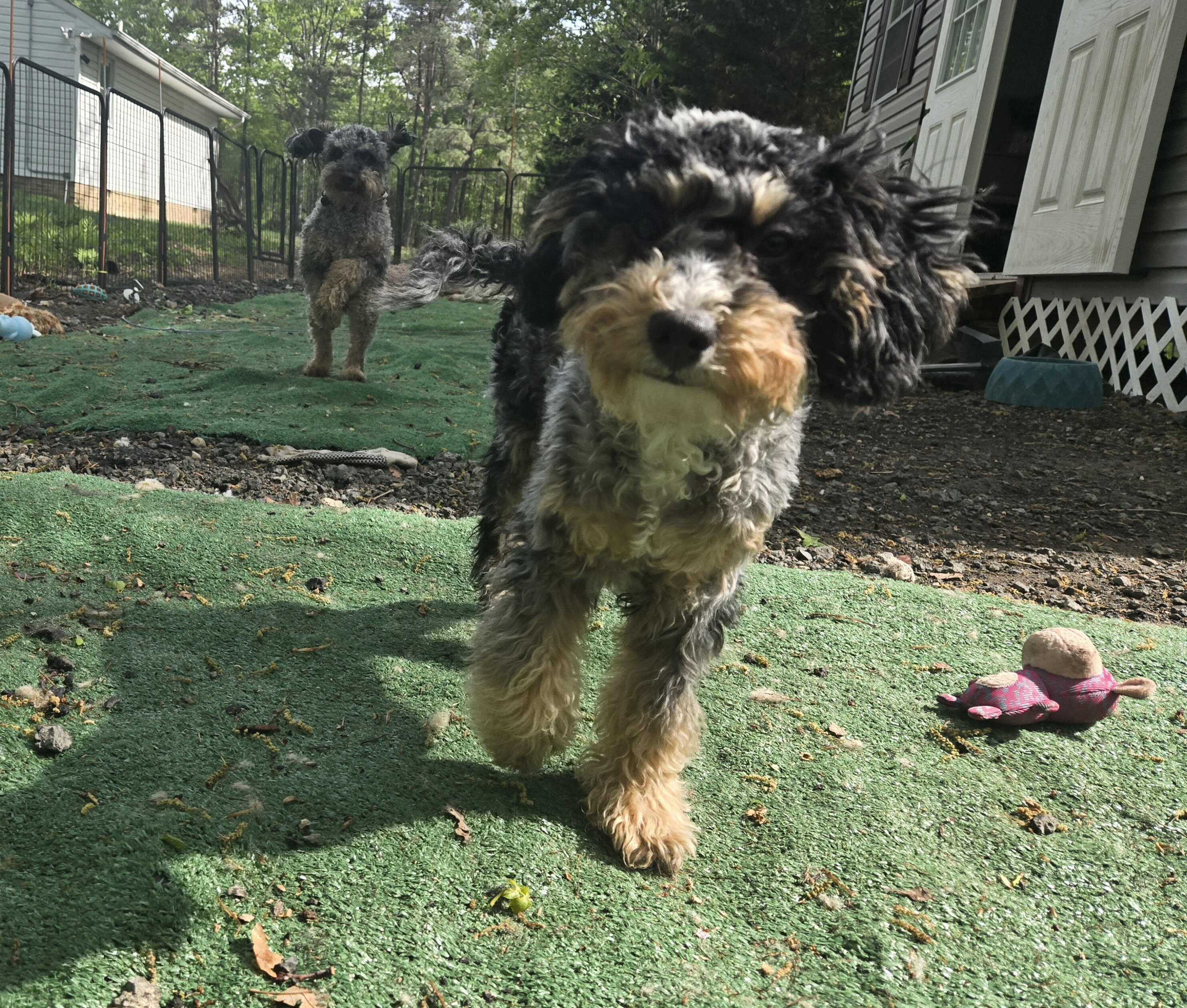 Miniature Bernadoodle image 2