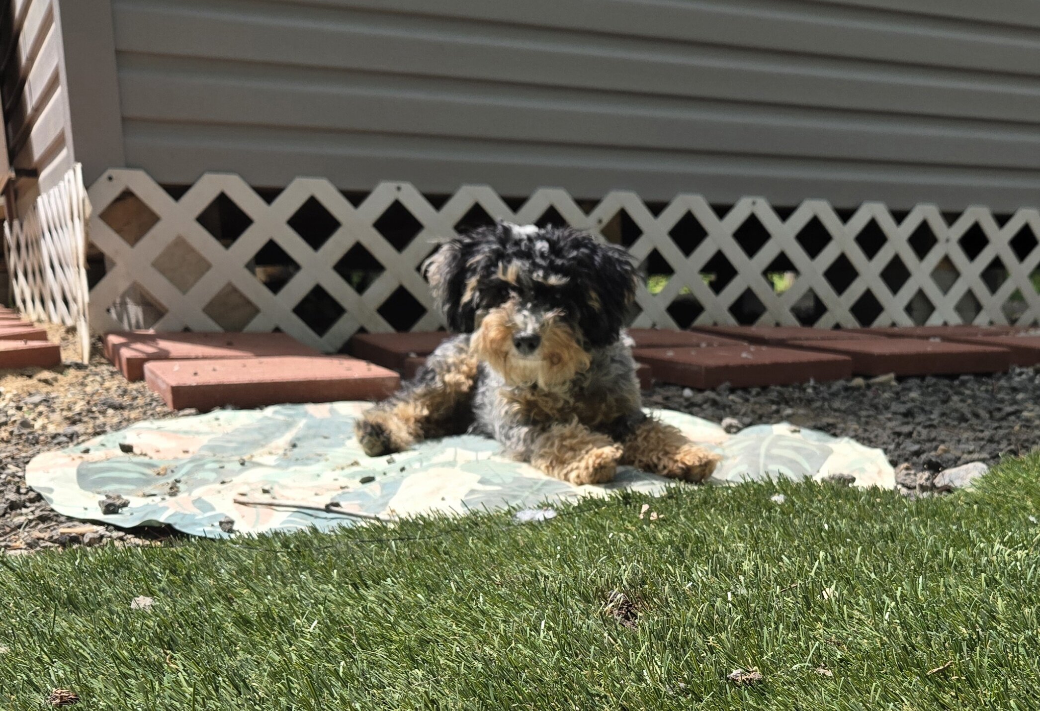 Miniature Bernadoodle image 1