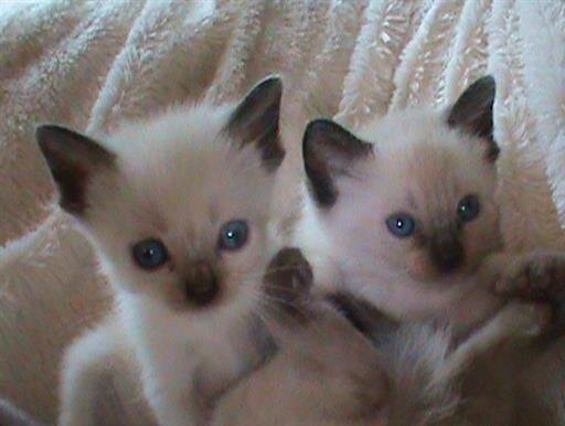 Siamese Kittens image 1
