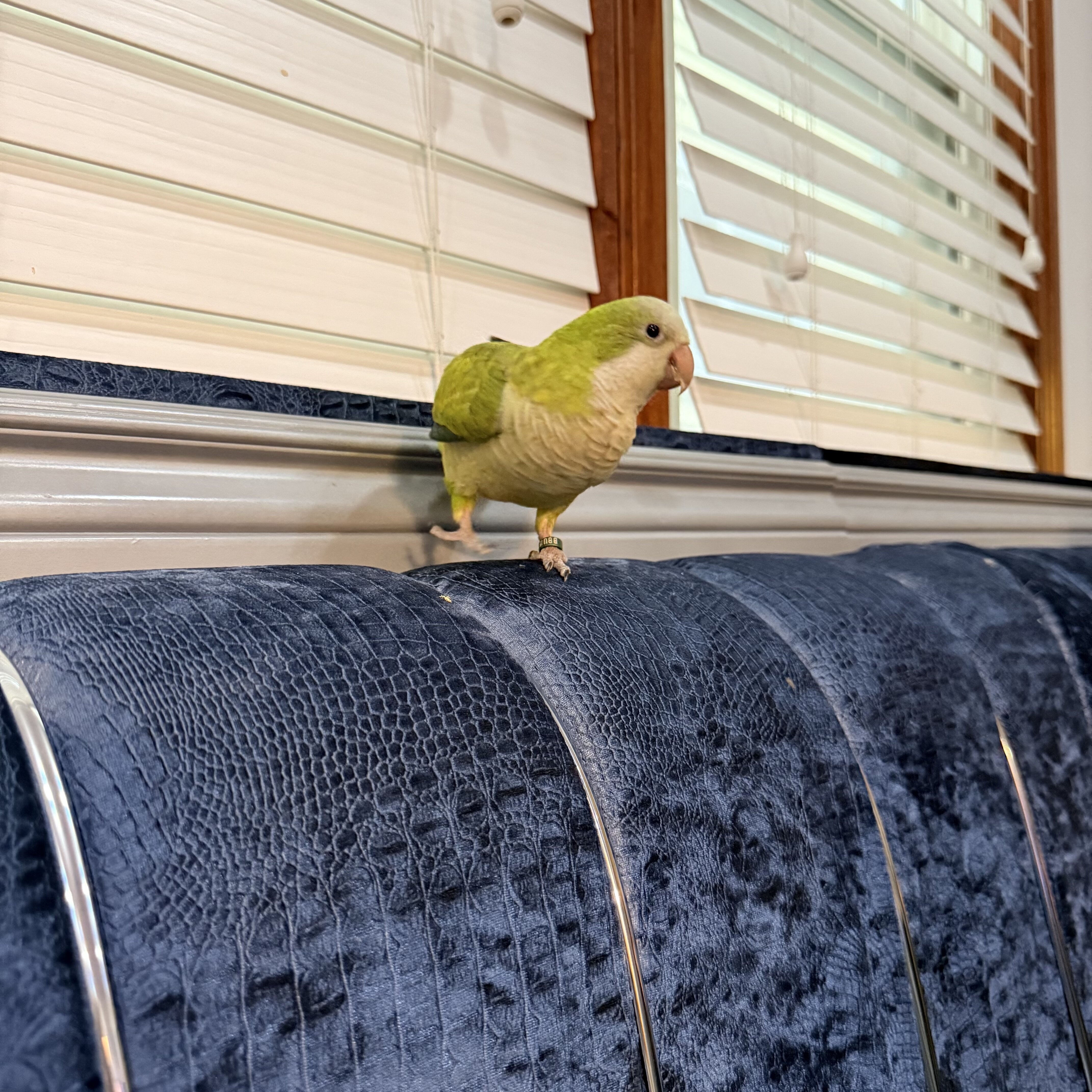 Green Quaker bird image 2