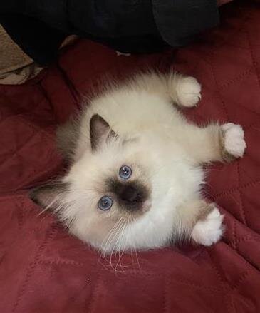 Beautiful Birmans kittens image 1