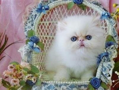 super friendly Himalayan kittens image 1