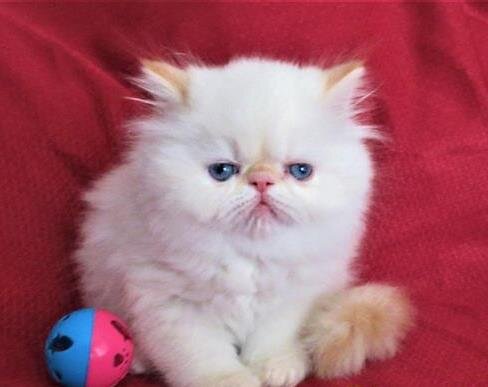 super friendly Himalayan kittens image 2