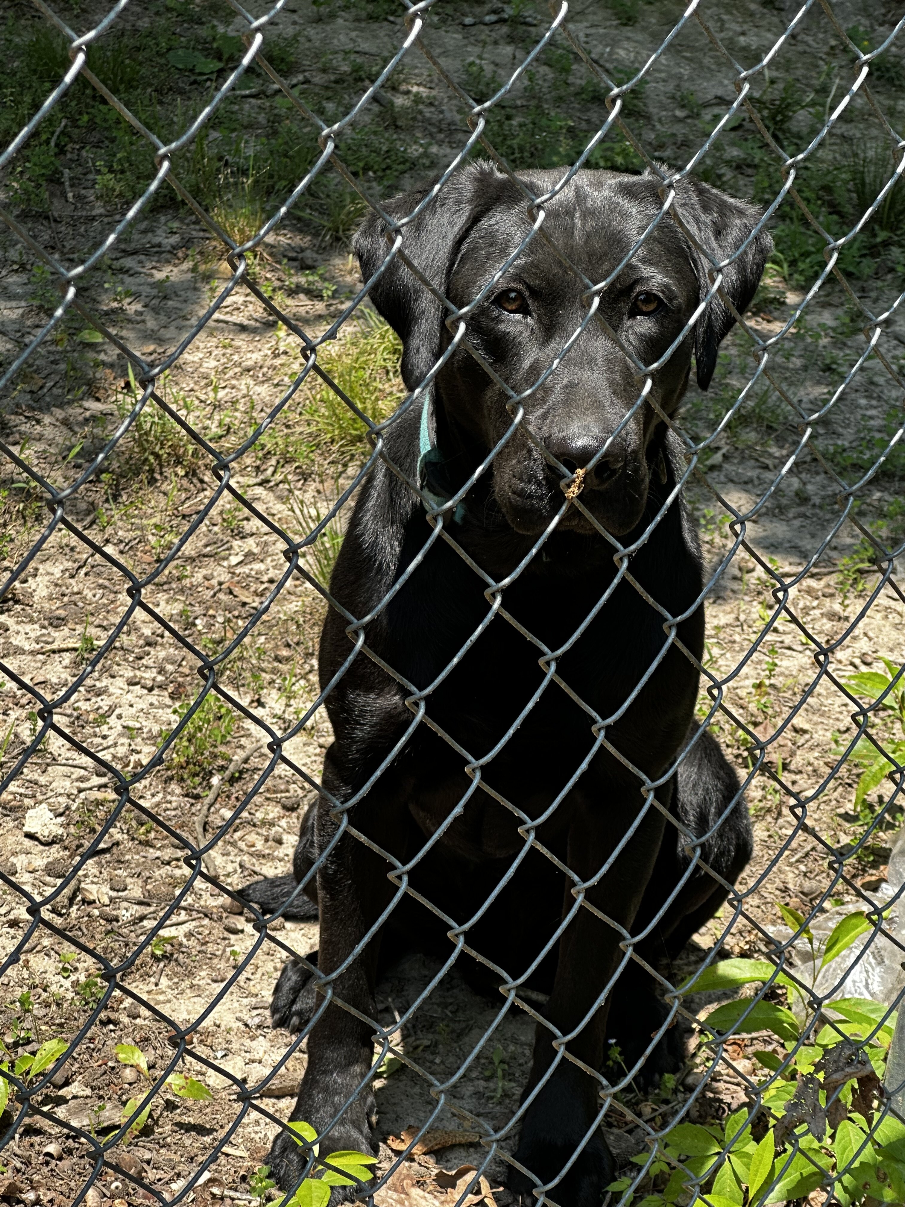 Registered Black Lab image 3