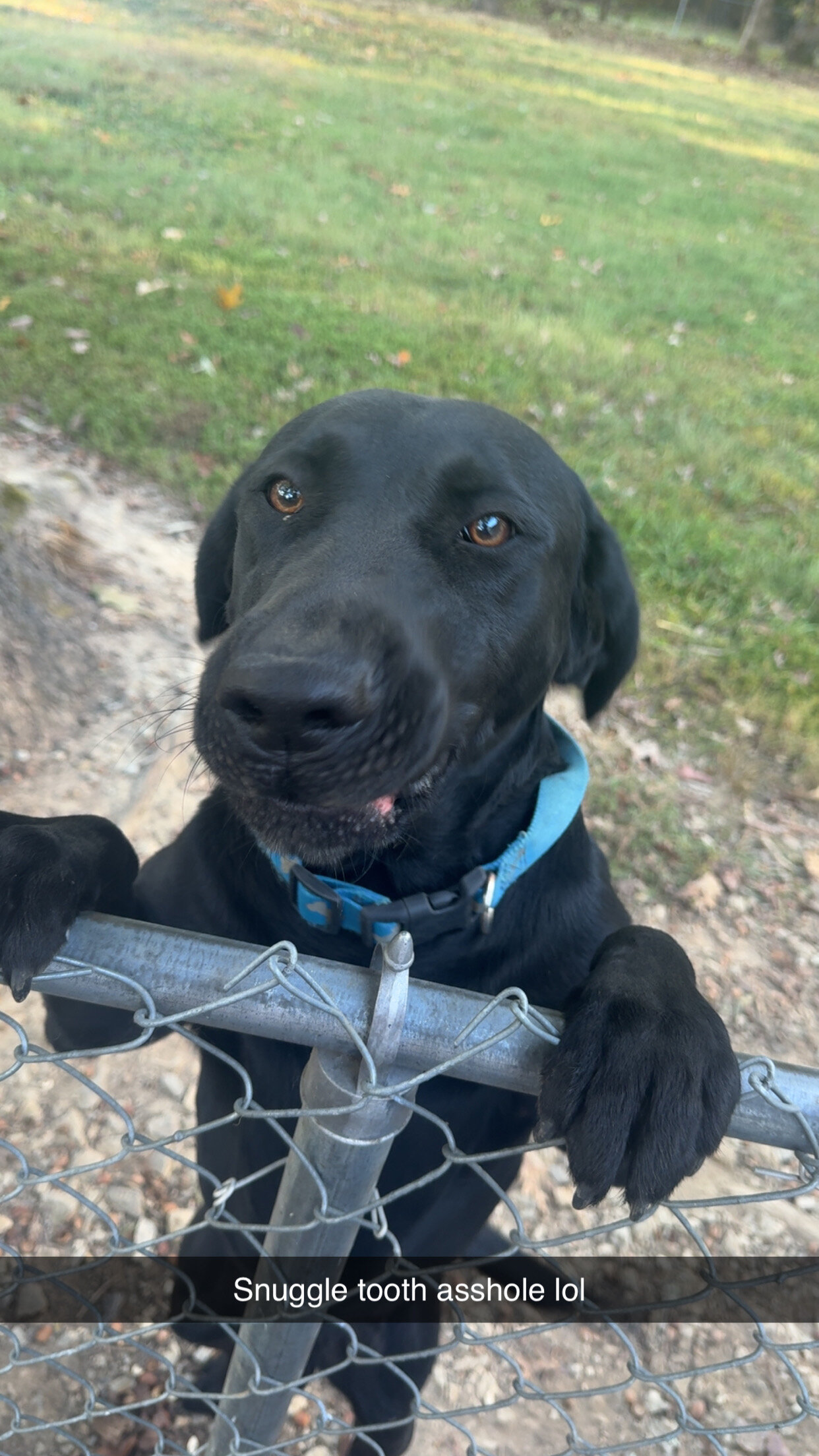 Registered Black Lab image 2
