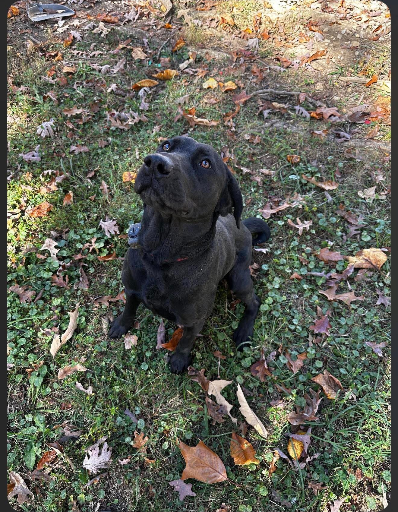 Registered Black Lab image 4