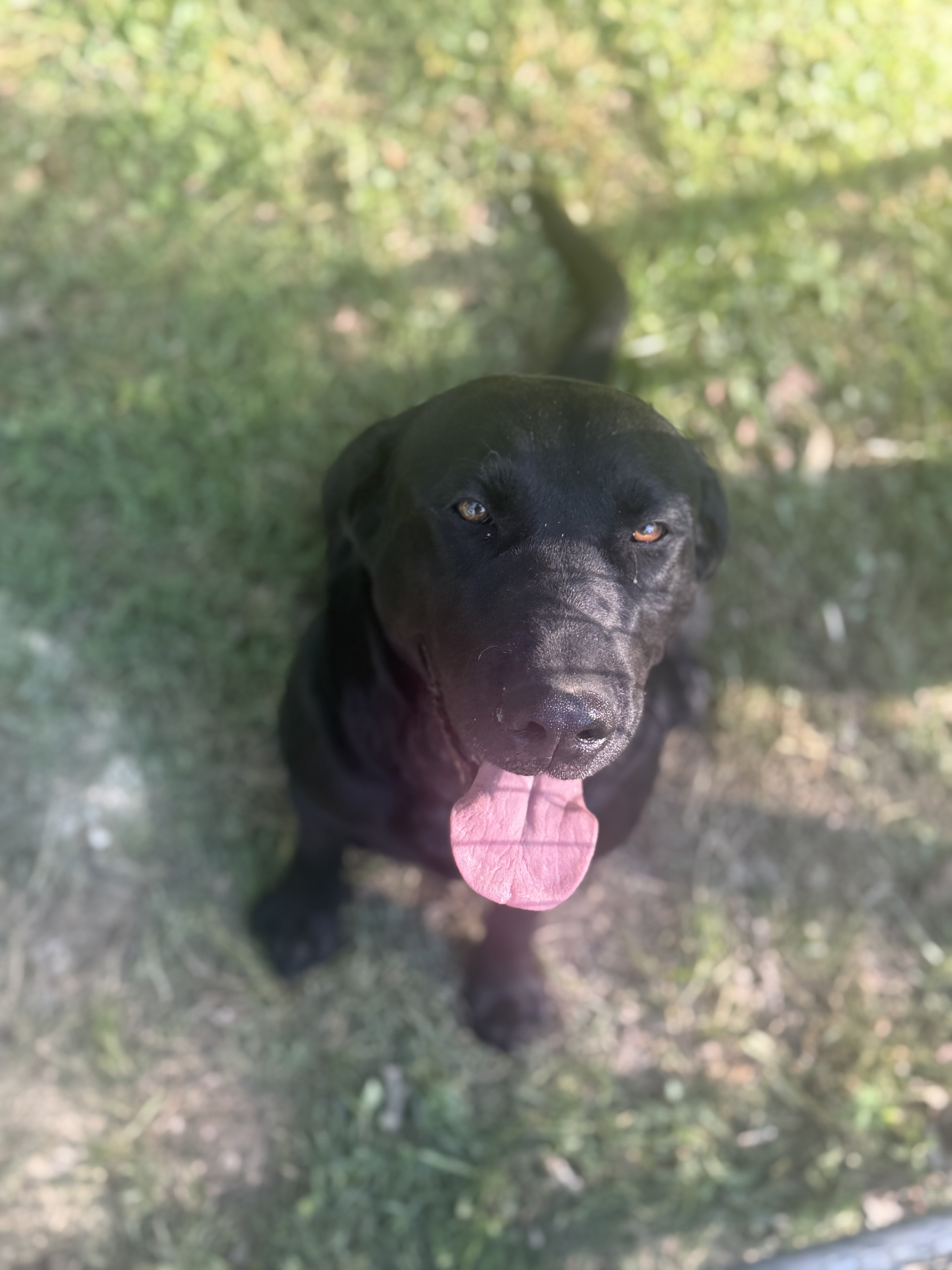Registered Black Lab image 1